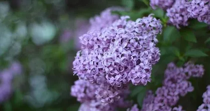 How to care for lilacs? How to propagate lilacs?2
