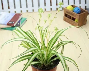 Care Tips for Spider Plants - Sunlight and Shadow (Can spider plants get sunlight? Will they die if placed in the sun?)0