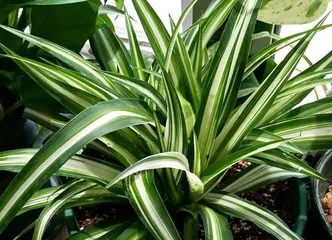 Care Tips for Spider Plants - Sunlight and Shadow (Can spider plants get sunlight? Will they die if placed in the sun?)1