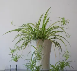 Care Tips for Spider Plants - Sunlight and Shadow (Can spider plants get sunlight? Will they die if placed in the sun?)2