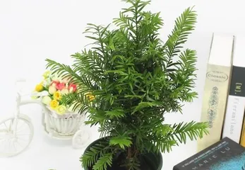 Care Tips for Podocarpus Bonsai (How to Choose the Right Pot, Soil, and Fertilization Methods)0