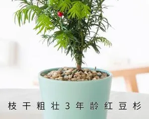 Care Tips for Podocarpus Bonsai (How to Choose the Right Pot, Soil, and Fertilization Methods)1