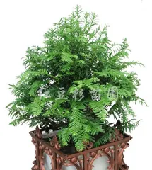 Care Tips for Podocarpus Bonsai (How to Choose the Right Pot, Soil, and Fertilization Methods)2