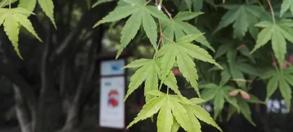 How to effectively handle maple leaf curling issues? What are the causes of maple leaf curling?0