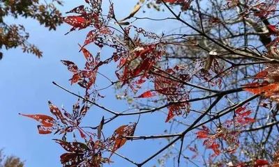 How to effectively handle maple leaf curling issues? What are the causes of maple leaf curling?1
