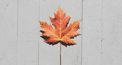 How to effectively handle maple leaf curling issues? What are the causes of maple leaf curling?2