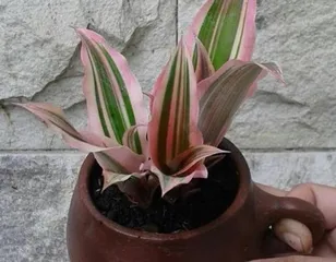 Cattleya orchid cultivation methods and care tips (the secret to creating a beautiful garden / simple and easy-to-master techniques)1
