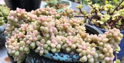 How to raise Jiqiulili? What are the key care points?1