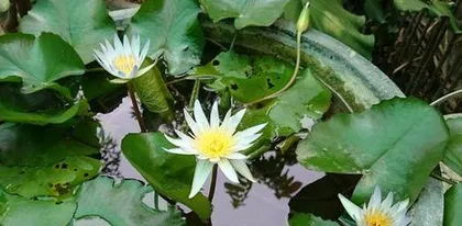 Lotus Care Tips (Master These Tips to Turn Your Pond into a Garden)0