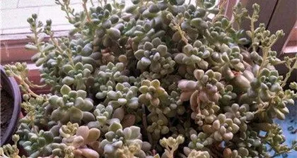 How to raise Jiqiulili? What are the key care points?2