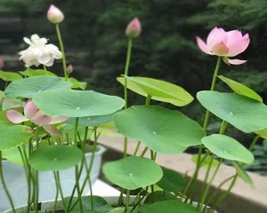 Lotus Care Tips (Master These Tips to Turn Your Pond into a Garden)1