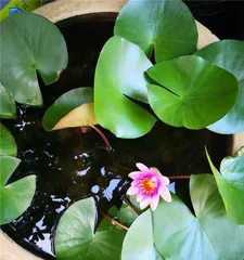 Lotus Care Tips (Master These Tips to Turn Your Pond into a Garden)2