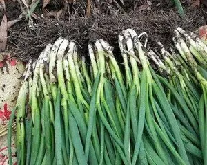 Growing and caring for shallots (suitable season, soil, and fertilizer)0