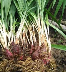 Growing and caring for shallots (suitable season, soil, and fertilizer)1
