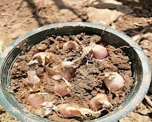 Growing and caring for shallots (suitable season, soil, and fertilizer)2