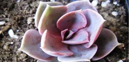How to scientifically care for Echeveria 
