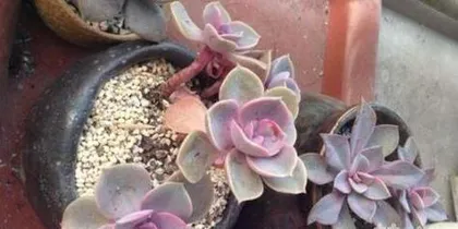 How to scientifically care for Echeveria 