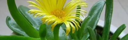 Investigating the Truth of whether clematis prefers shade or sun (Through scientific analysis, unveiling the care secrets of clematis)0