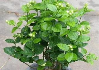 How to Water a Potted Jasmine Correctly (Potted Jasmine Care Tips, Six Points to Note)0