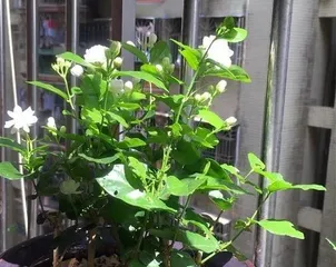 How to Water a Potted Jasmine Correctly (Potted Jasmine Care Tips, Six Points to Note)1