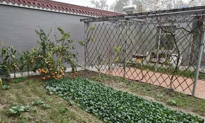 What kind of trees are suitable for planting in the yard? (Create a natural ecosystem and make the yard more beautiful)0