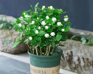 How to Water a Potted Jasmine Correctly (Potted Jasmine Care Tips, Six Points to Note)2