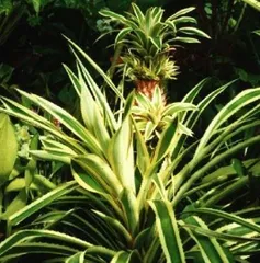 Cultivation methods and key care points for Guofenglily (A must-have choice for creating exquisite fruit platters)0