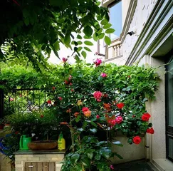 What kind of trees are suitable for planting in the yard? (Create a natural ecosystem and make the yard more beautiful)1