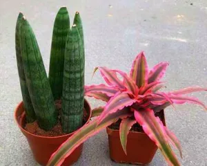 Cultivation methods and key care points for Guofenglily (A must-have choice for creating exquisite fruit platters)1
