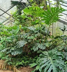 What kind of trees are suitable for planting in the yard? (Create a natural ecosystem and make the yard more beautiful)2