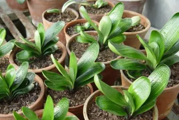 How to properly care for Clivia miniata? What are the precautions to take?0