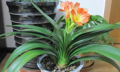 How to properly care for Clivia miniata? What are the precautions to take?1