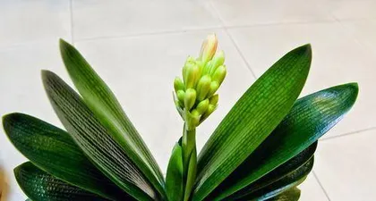 How to properly care for Clivia miniata? What are the precautions to take?2