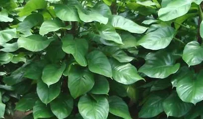 Guide to Caring for Large Philodendron (How to Make Large Philodendron Thrive?)0