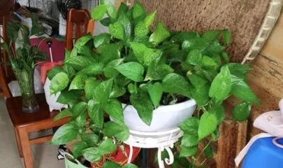 Guide to Caring for Large Philodendron (How to Make Large Philodendron Thrive?)1