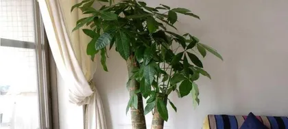 How to plant a money tree? What are the precautions?