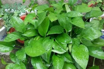 Guide to Caring for Large Philodendron (How to Make Large Philodendron Thrive?)2
