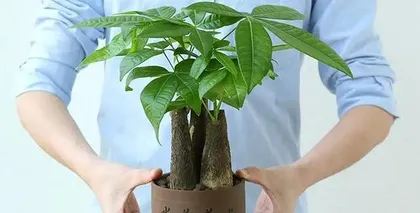 What are the cultivation methods for the little fortune tree? What are the precautions?