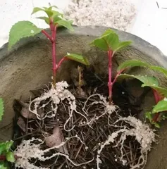 How to Water and Care for Fuchsia (Complete Fuchsia Care Guide, Solving Your Worries)0