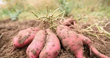 How to plant white sweet potatoes? How to take care of them?0