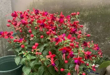 How to Water and Care for Fuchsia (Complete Fuchsia Care Guide, Solving Your Worries)1