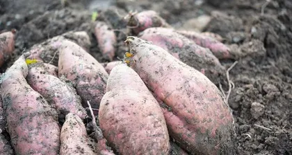 How to plant white sweet potatoes? How to take care of them?1