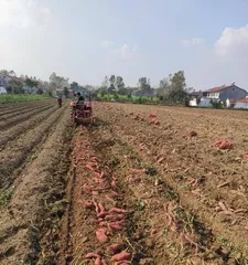 How to plant white sweet potatoes? How to take care of them?2