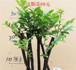 How to Care for Black Bone Tea Bonsai (15 Care Tips to Help You Create a Healthy Black Bone Tea Bonsai)