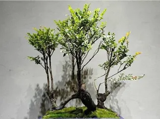 How to Care for Black Bone Tea Bonsai (15 Care Tips to Help You Create a Healthy Black Bone Tea Bonsai)1