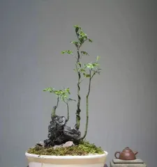 How to Care for Black Bone Tea Bonsai (15 Care Tips to Help You Create a Healthy Black Bone Tea Bonsai)2