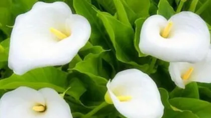 The toxicity of gentian flowers and their suitable care environment (why they cannot be grown indoors?)0