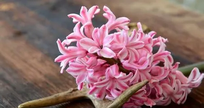 The toxicity of gentian flowers and their suitable care environment (why they cannot be grown indoors?)1