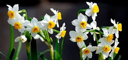 The toxicity of gentian flowers and their suitable care environment (why they cannot be grown indoors?)2
