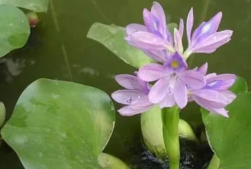 The toxicity of water hyacinth flowers and suitable cultivation environment (Understanding the toxicity of water hyacinth flowers and how to cultivate them safely)0